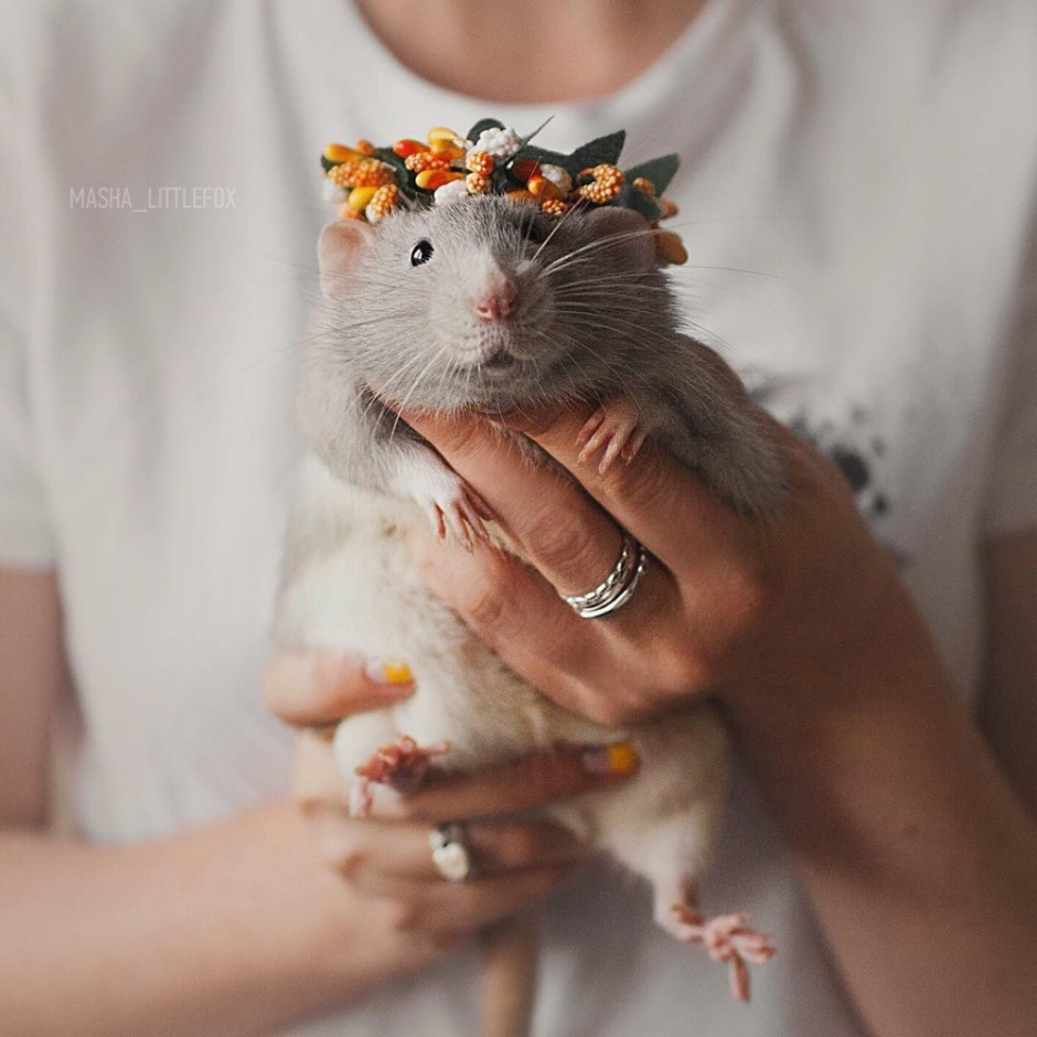 Милая крыса в короне