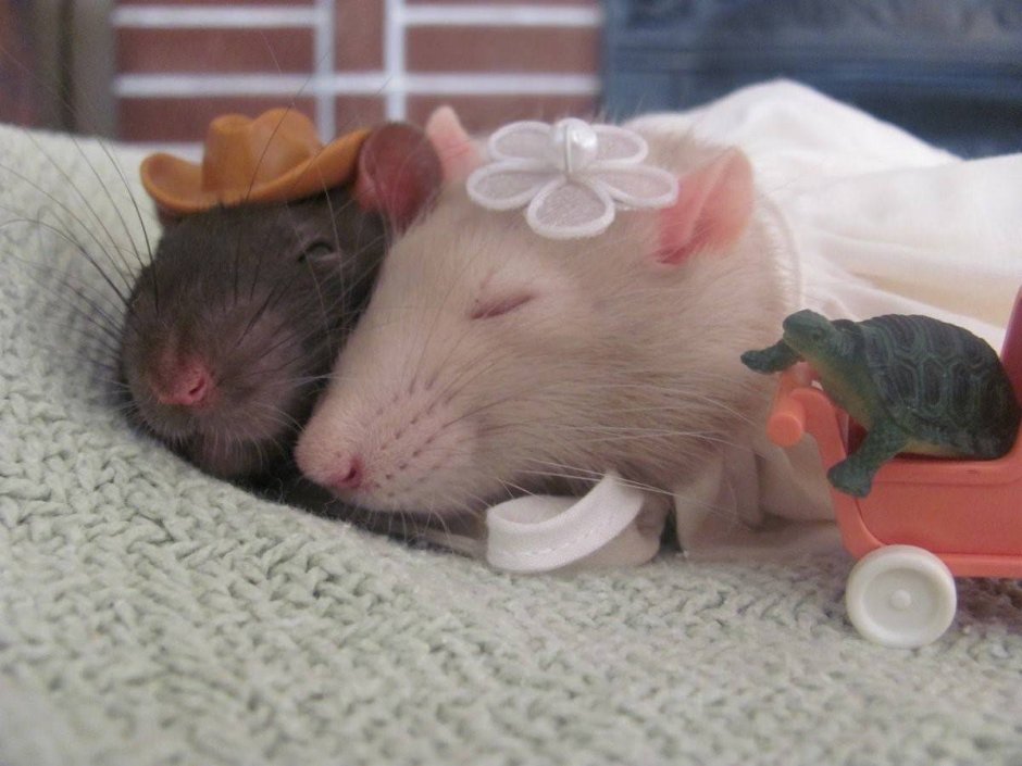 Крысы Дамбо Эстетика