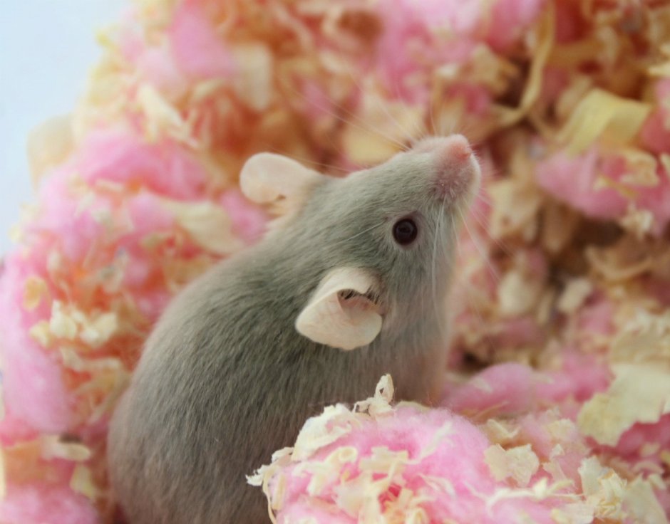 Милые крыски