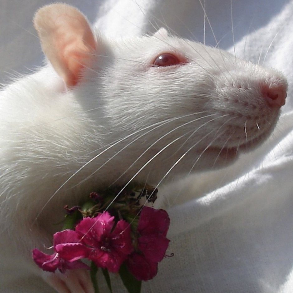 Розовая крыса
