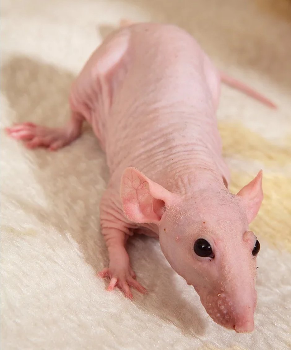 Крыса сфинкс