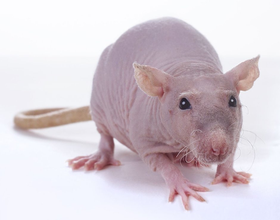 Hairless rat
