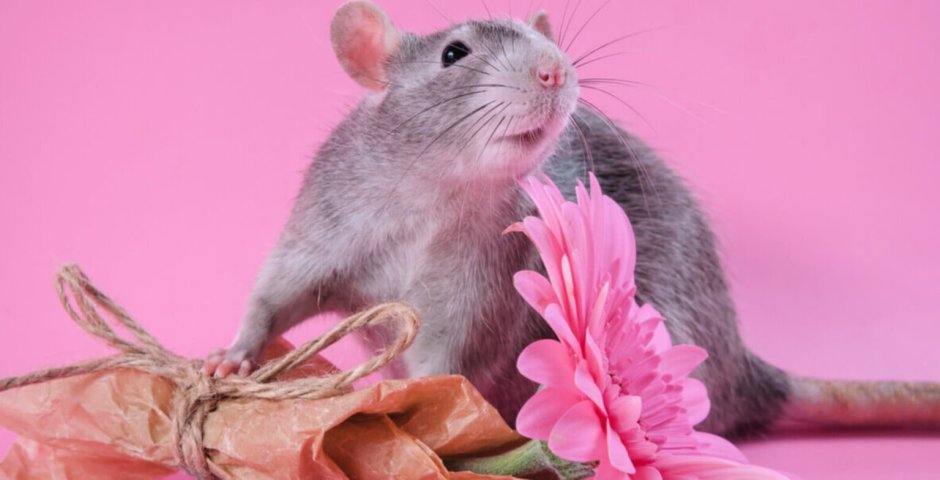 Мышка марта