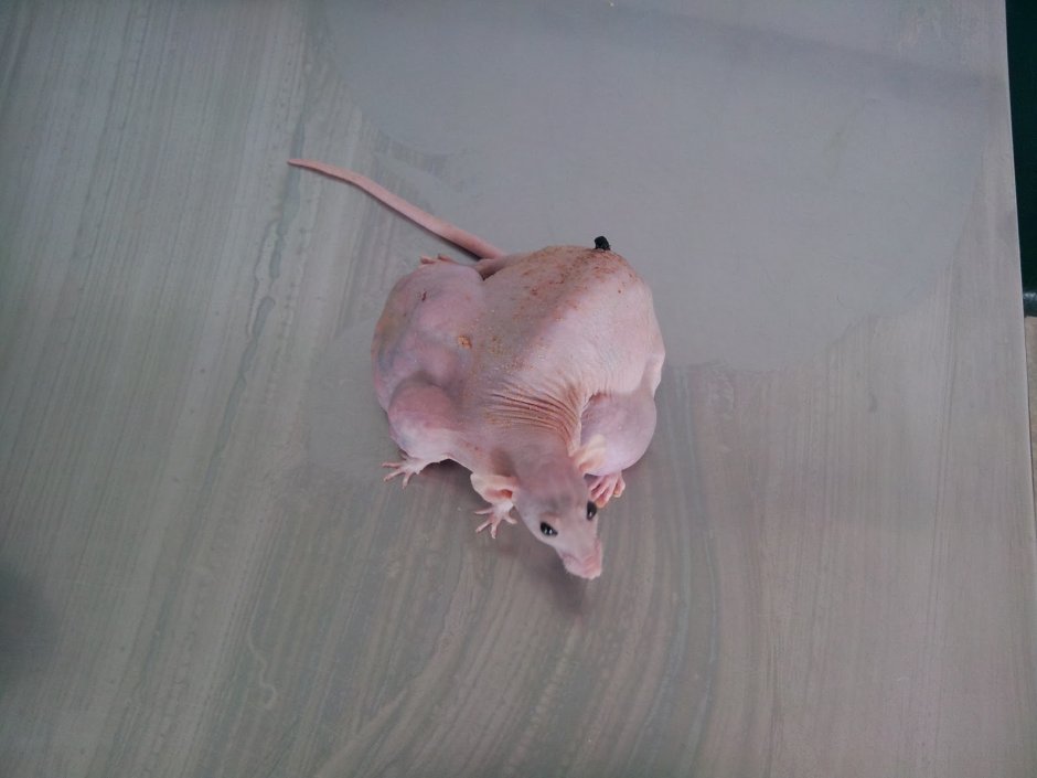 Внутримышечный укол крысе