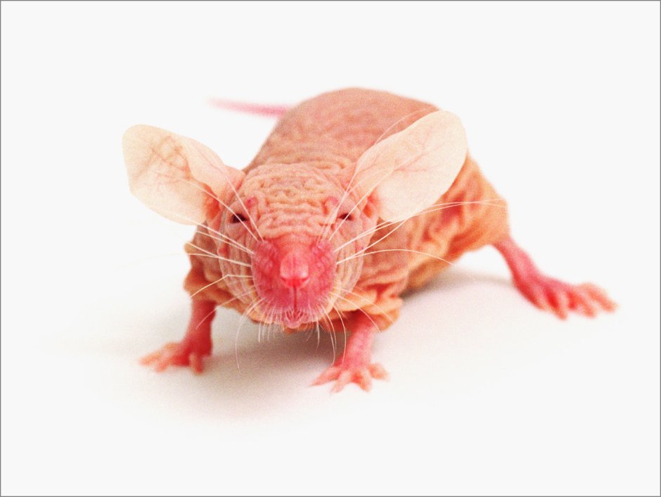 Розовая крыса