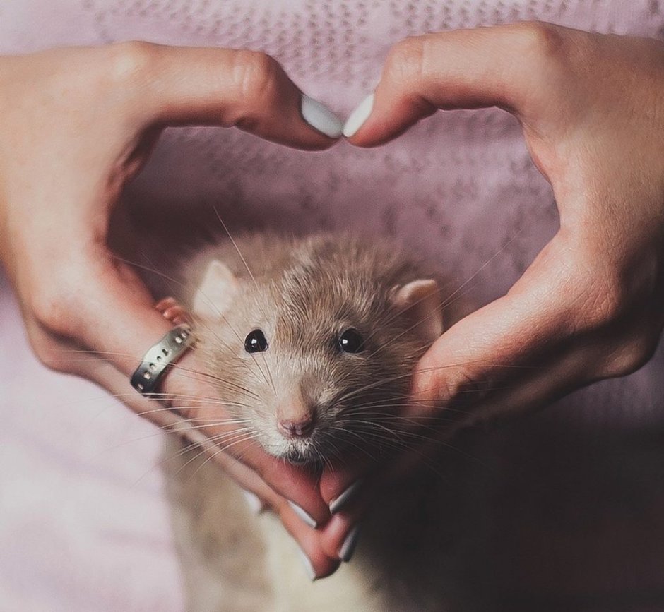 Мышь в руке