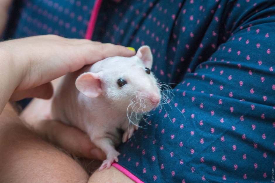 Самая красивая крыса в мире