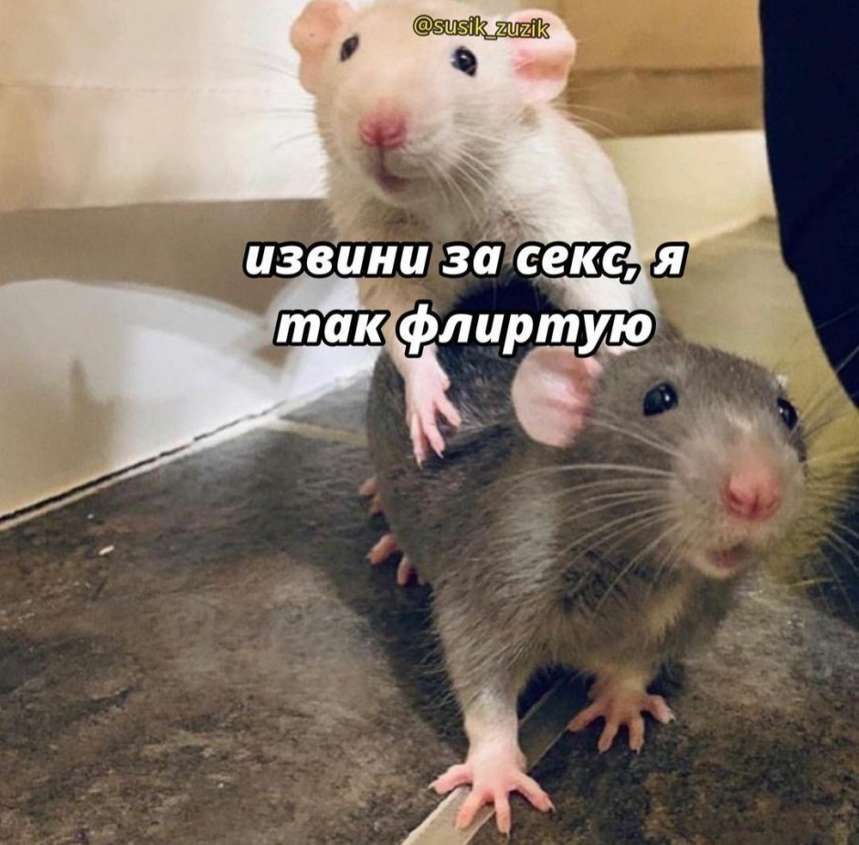 Крыса домашняя