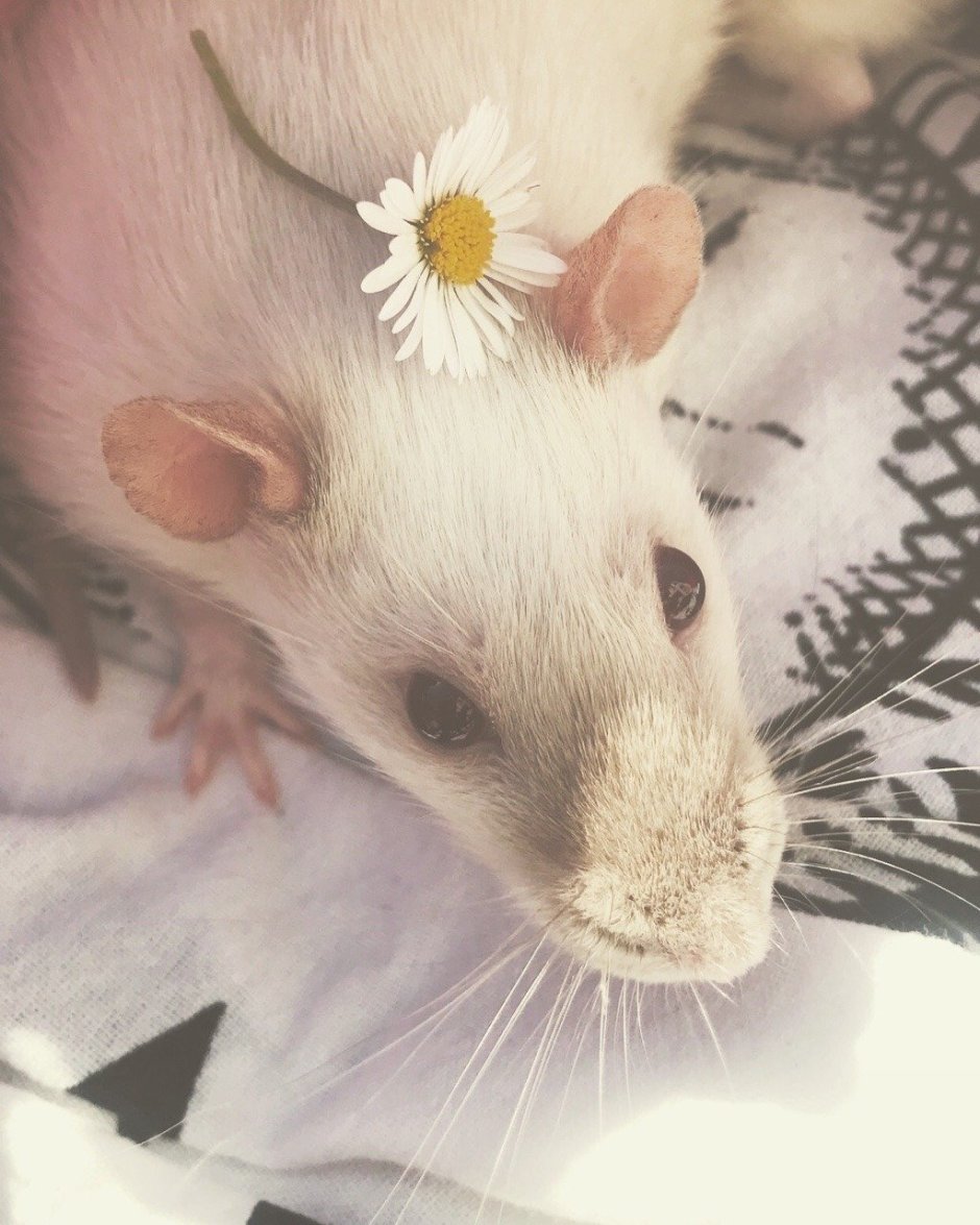 Милые крыски Эстетика