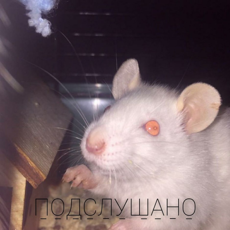 Крыса альбинос
