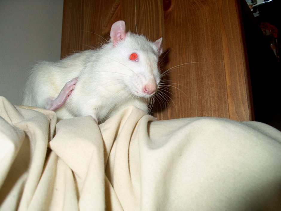 Крыски Эстетика