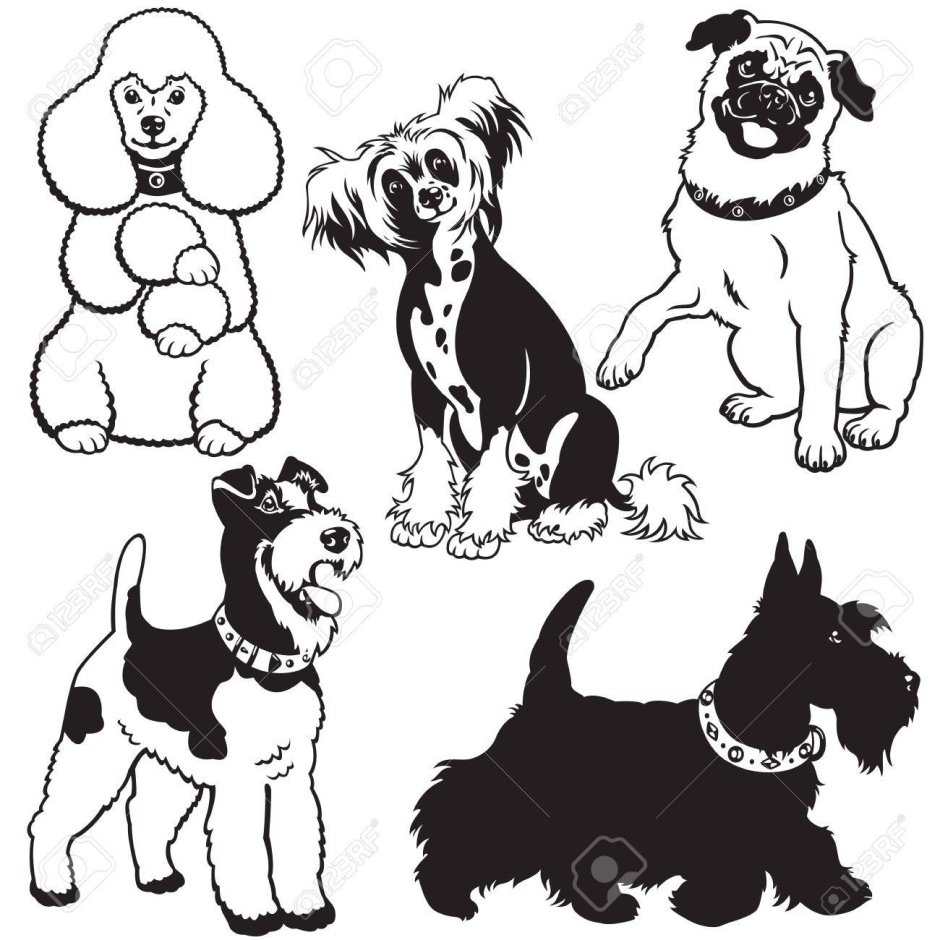Собаки разных пород трафарет