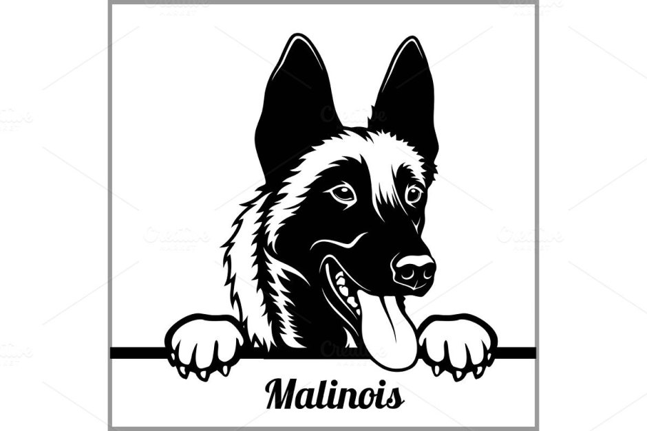 Бельгийская овчарка малинуа вектор
