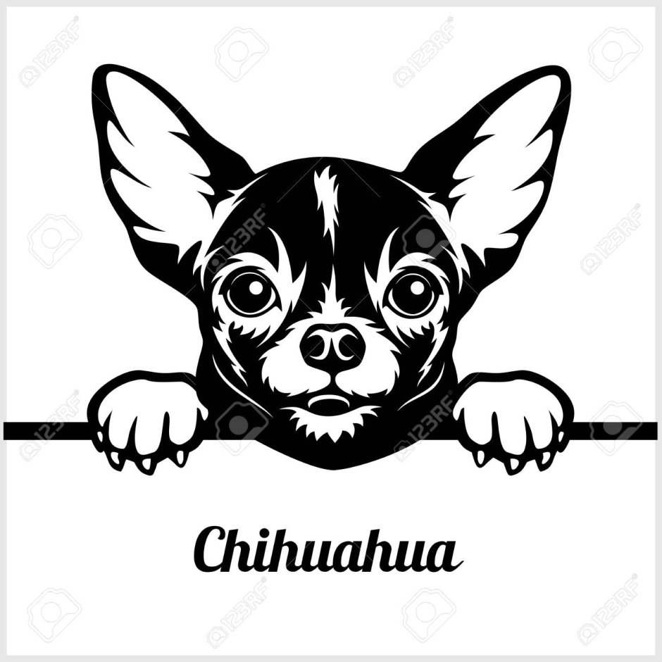 Чихуахуа рисунок контур