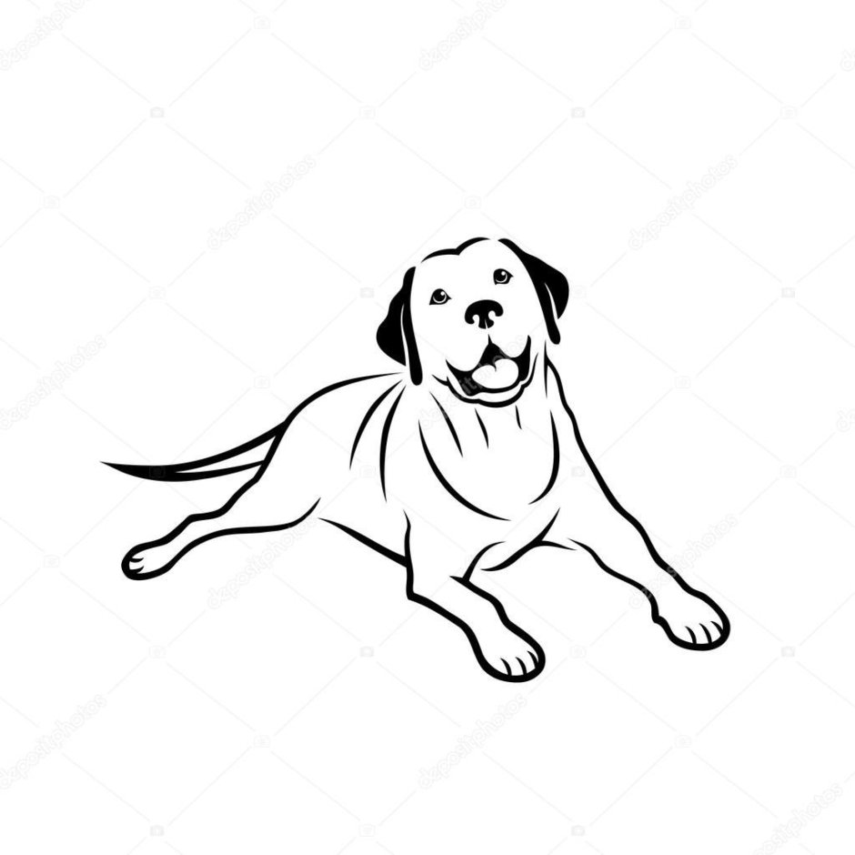 Лабрадор контур