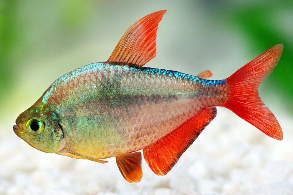 Hyphessobrycon columbianus