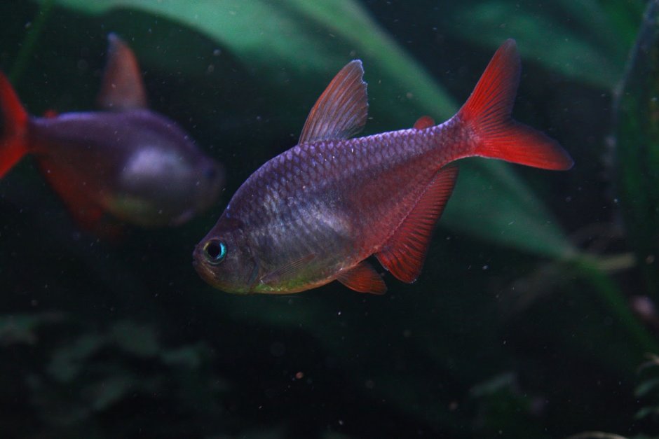 Hyphessobrycon columbianus