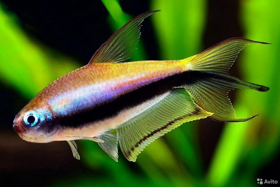 Тетра Пальмери черная