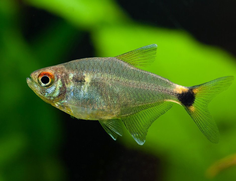 Фонариков , хемиграммус оцелифер