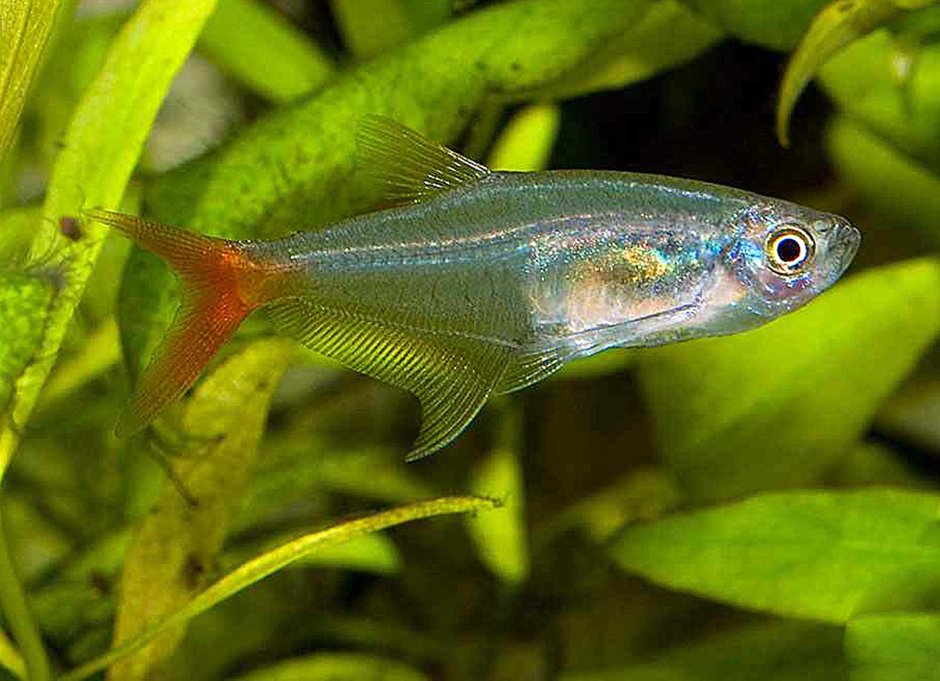 Тетра стеклянная рыбка аквариумная