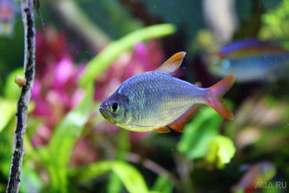 Тетра колумбийская Сапфировая