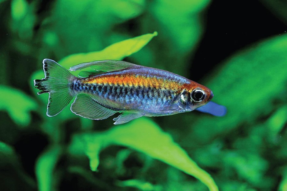 Аманда рыбка аквариумная