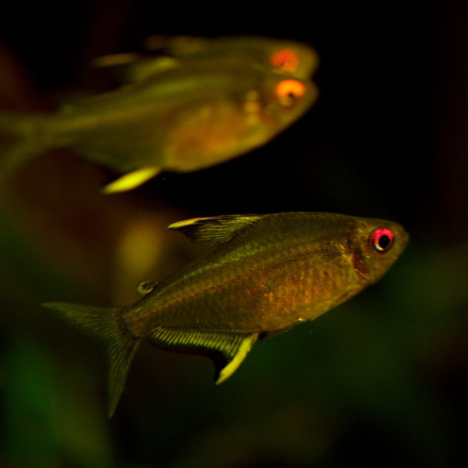 Hyphessobrycon pulchripinnis