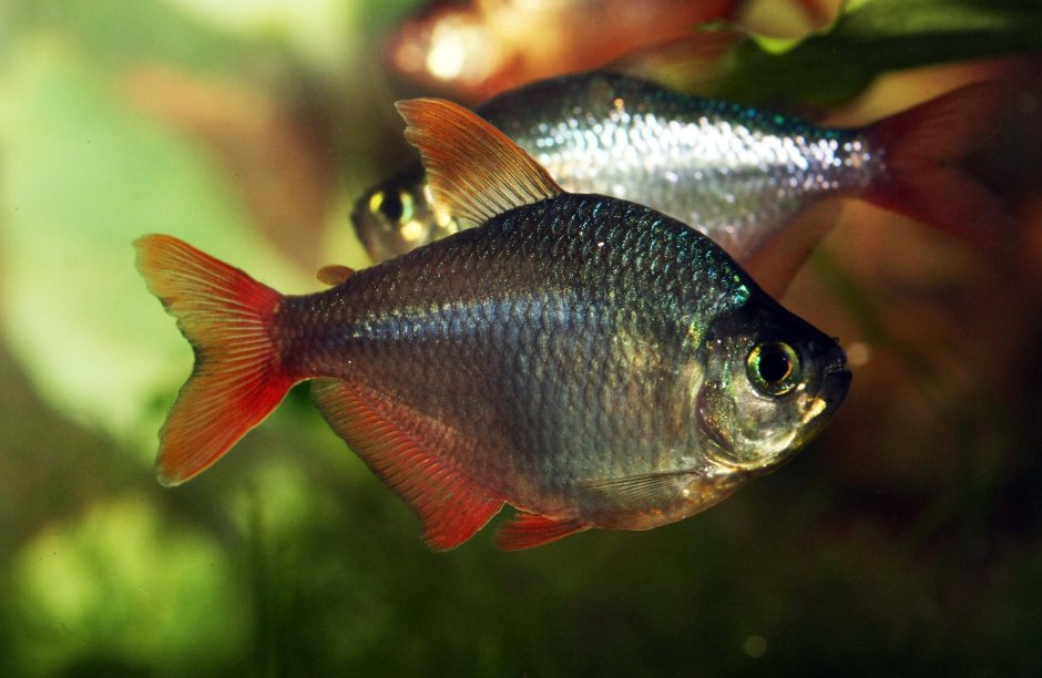 Хифессобрикон Эквадорский (Сапфировая тетра)