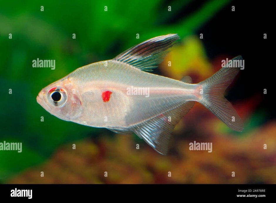 Орнатус розовый рыбка