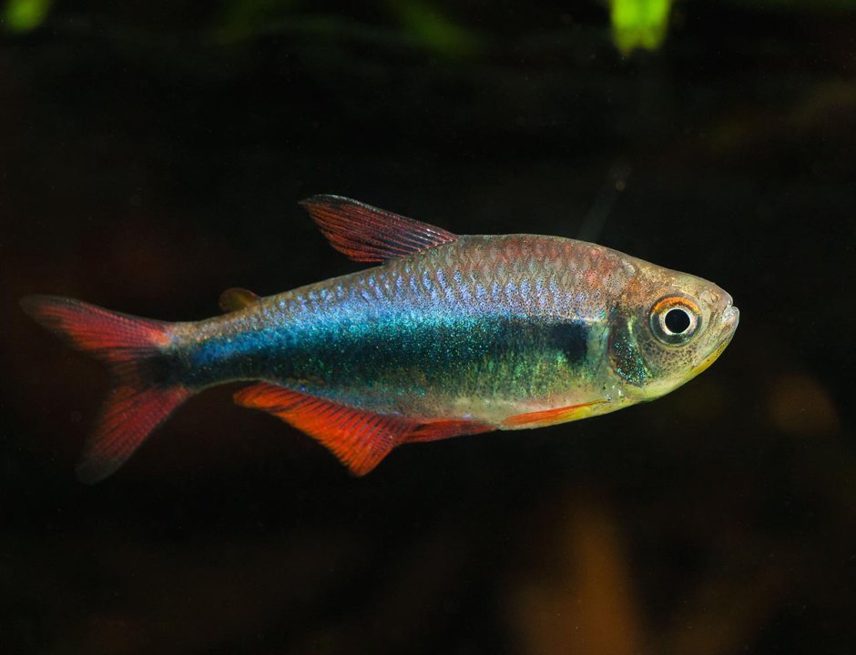Hyphessobrycon wadai