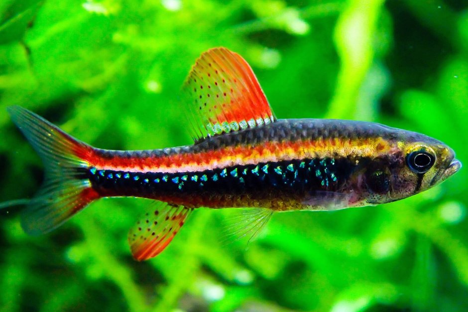 Тетра колумбийская рыбка аквариумная