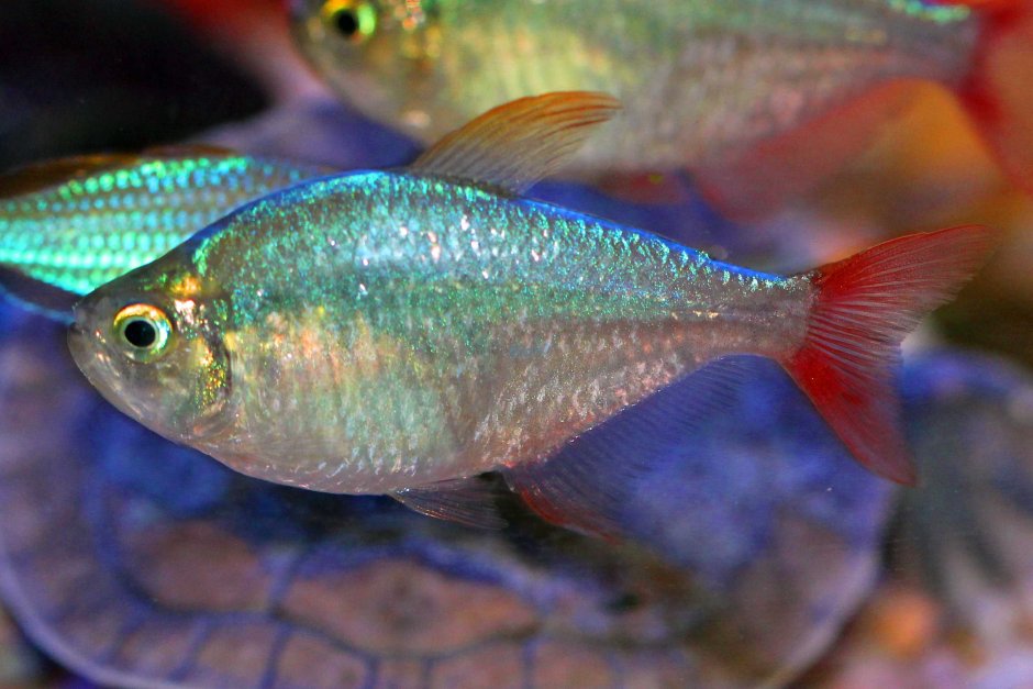 Тетра колумбийская рыбка аквариумная