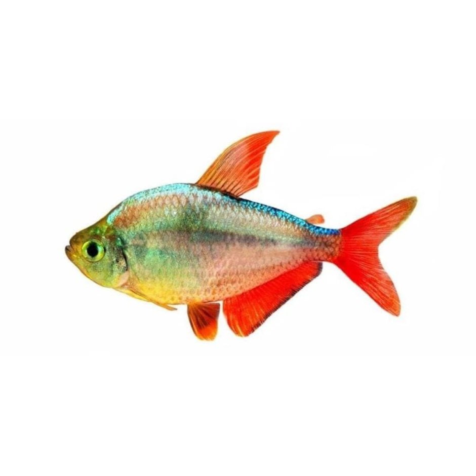 Тетра колумбийская рыбка аквариумная