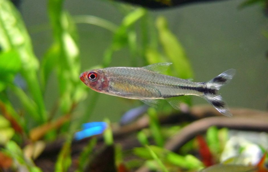 Моллинезии расборы тетры