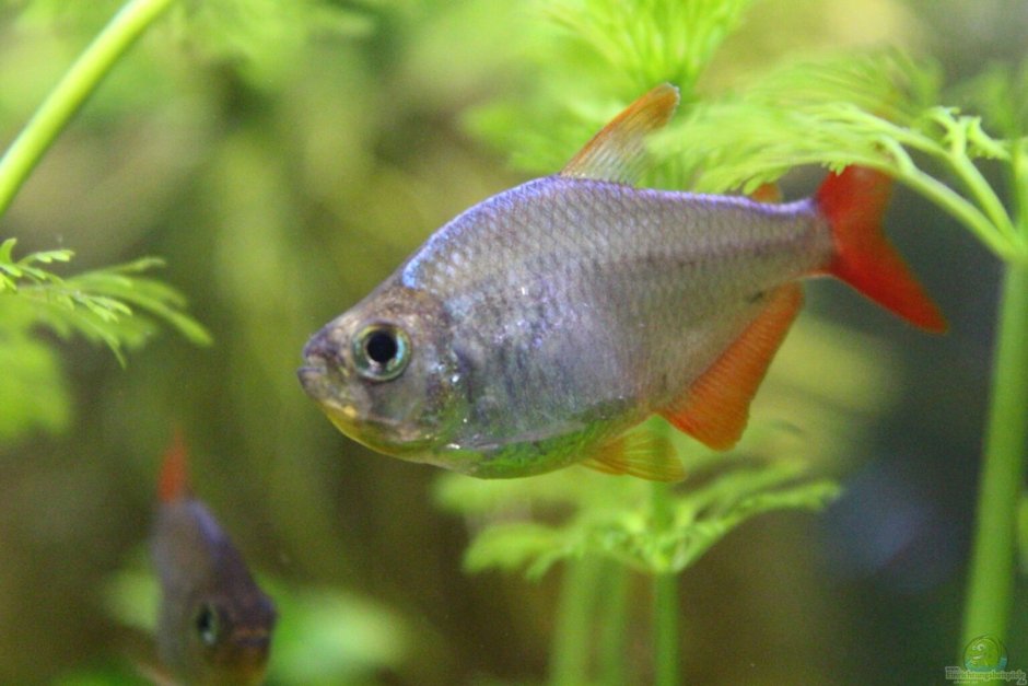 Рыбка тетра колумбийская