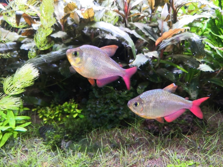 Тетра Сапфировая фото