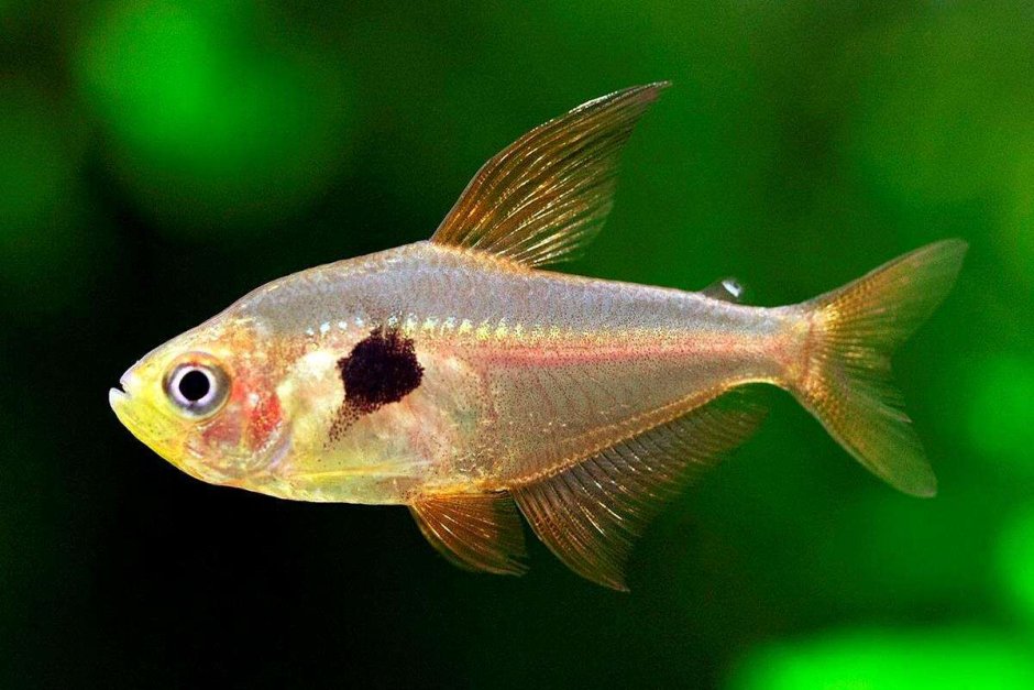 Hyphessobrycon loweae