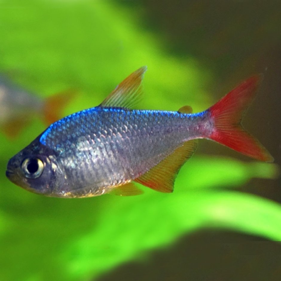 Тетра колумбийская Сапфировая