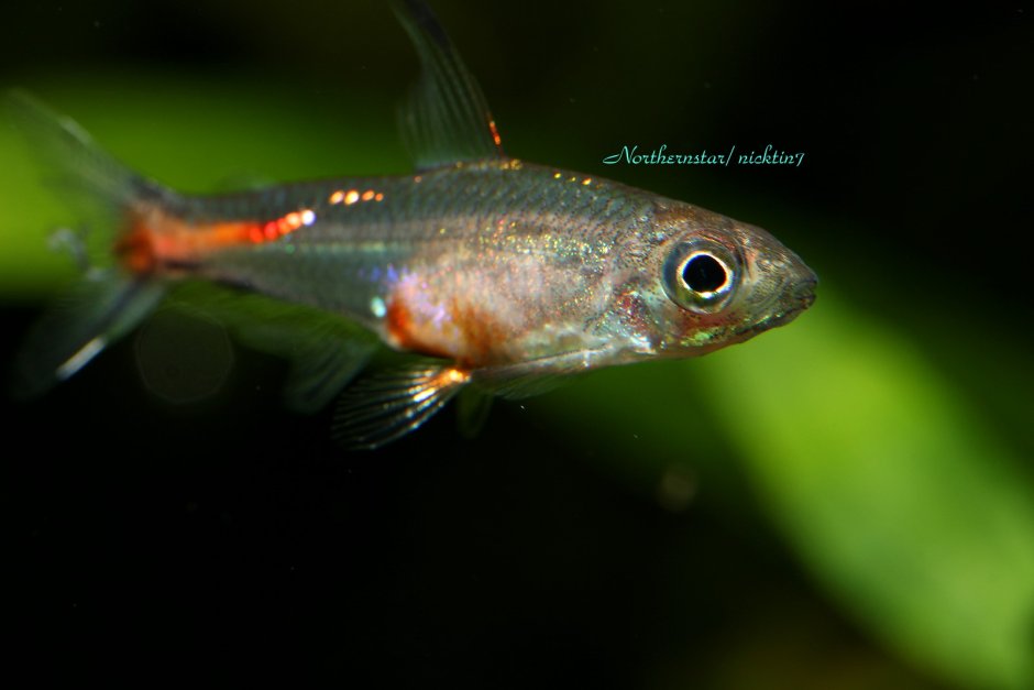 Коринопома тетра дракон