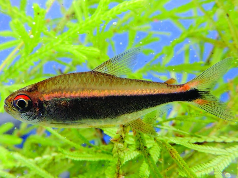 Hyphessobrycon вадайя