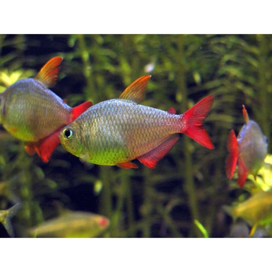 Тетра Коста рыбка аквариумная