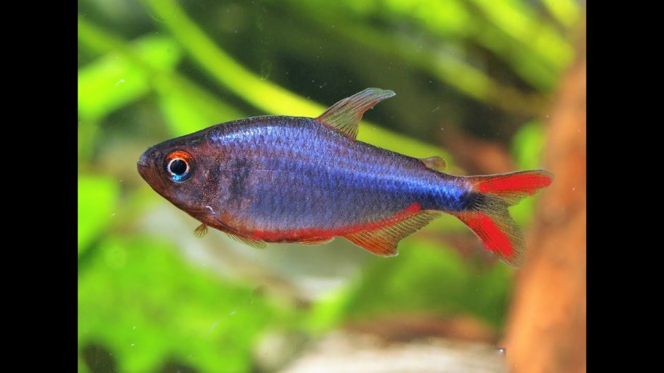 Хифессобрикон Вадаи