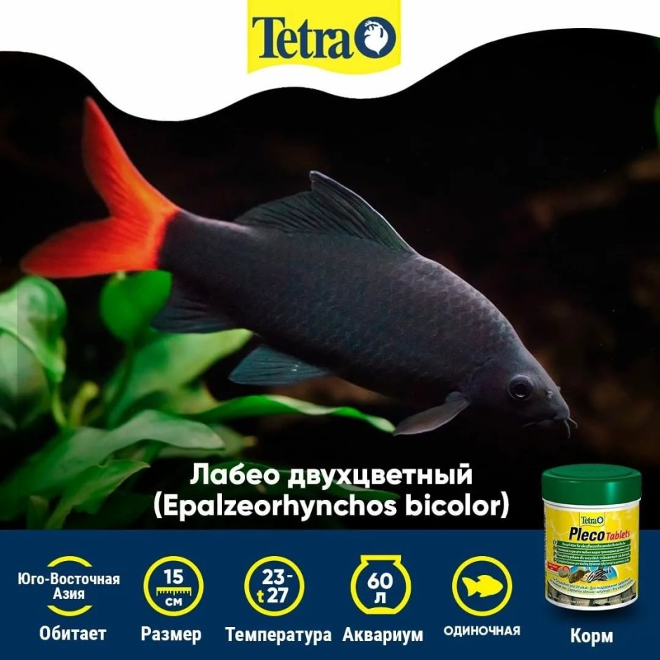 Лабео двухцветный размер