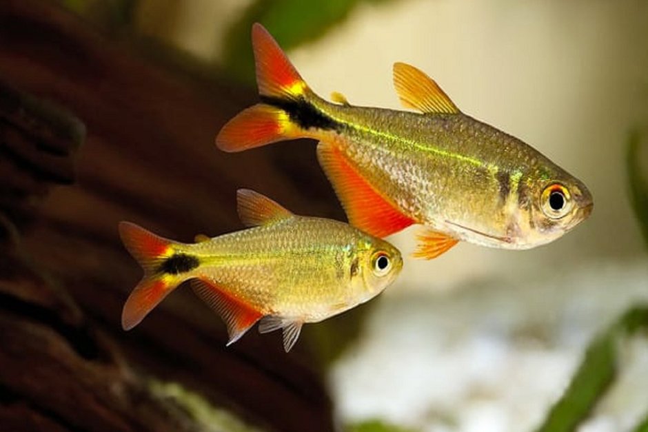 Аквариумная рыбка тетрагоноптерус
