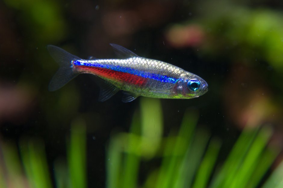Неоны рыбки травоядные