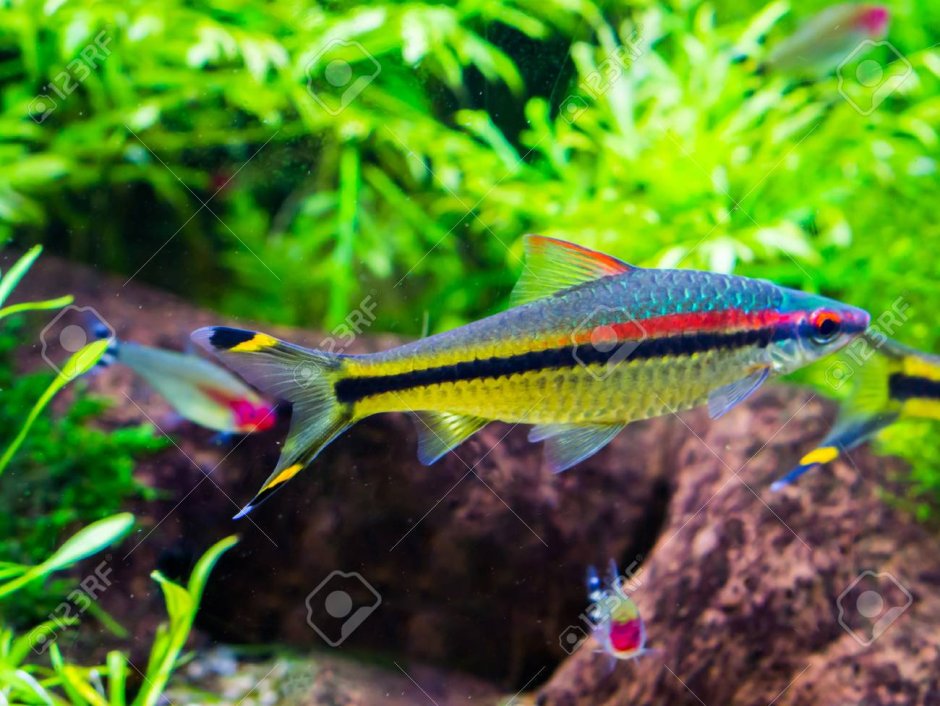 Аквариумные рыбки для чистки аквариума серебристые с черной полосой