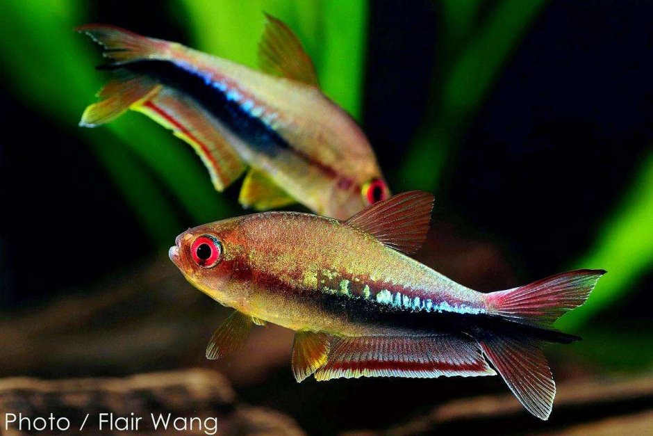Королевская тетра Nematobrycon Palmeri