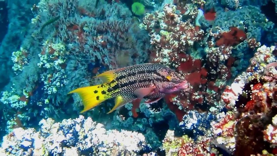 Галапагосские острова подводный мир