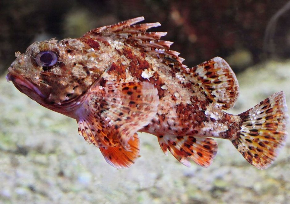 Рыба скорпена Черноморская