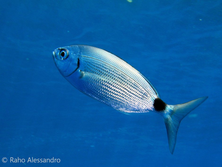 Рыбы Средиземного моря Турция